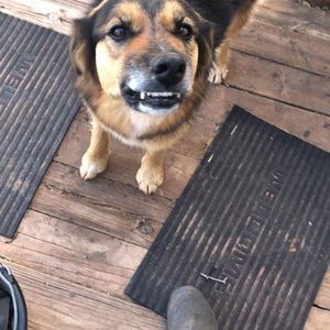 Meet your Posher, Dan